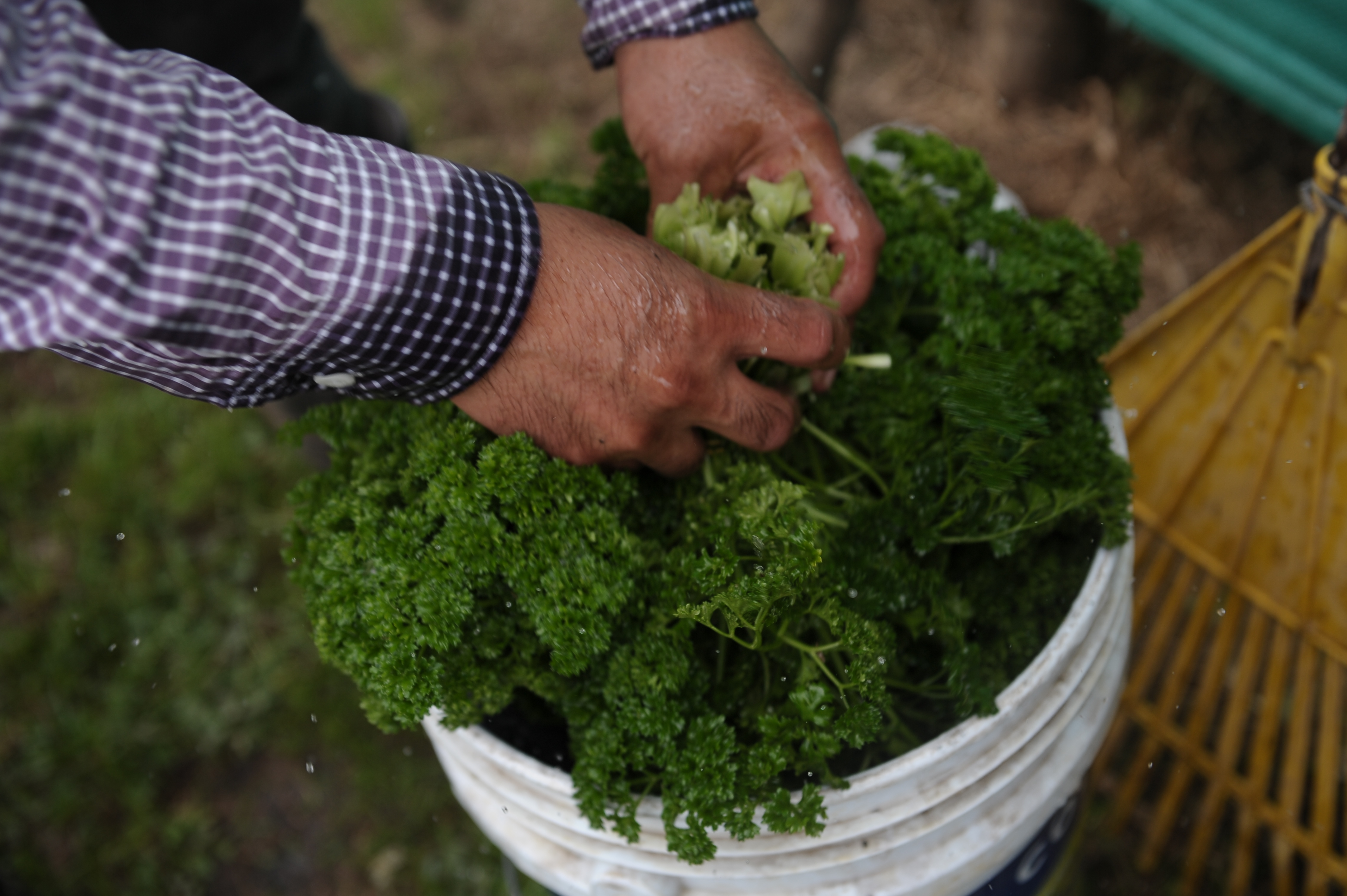 Agricultura ideologizada y por decreto