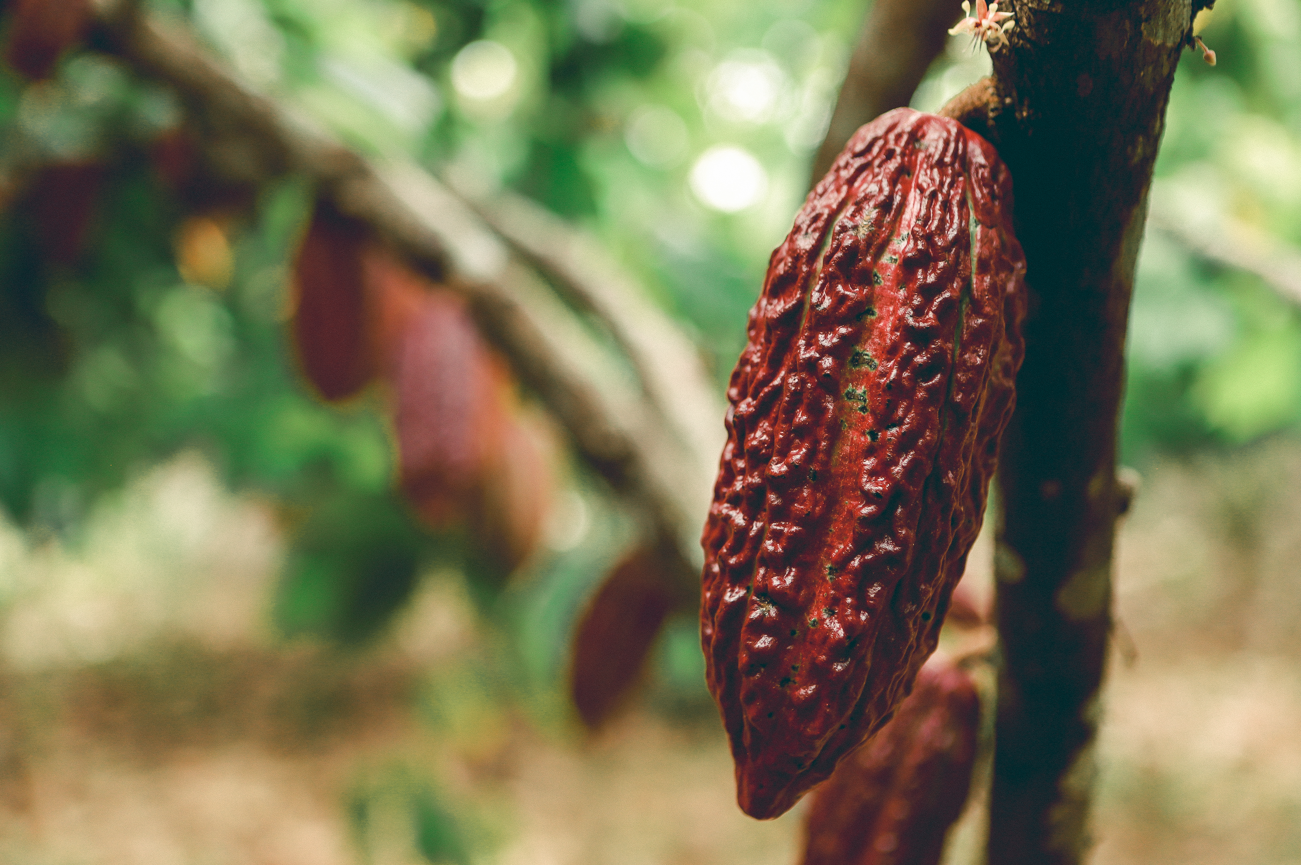 Cacao de Córdoba