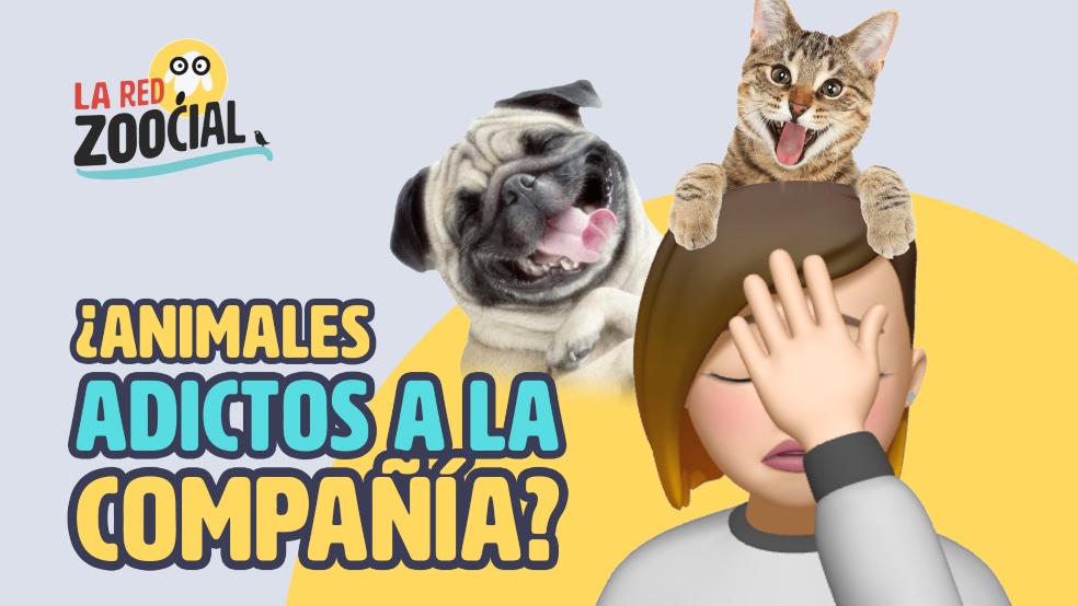 ¿Si mi mascota está muy apegada a mí, qué hago?