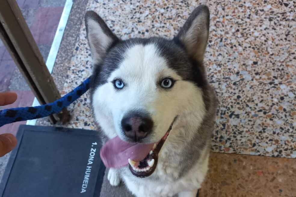 Familia pide a hombre que se llevó a su perro en noche de velitas que lo regrese