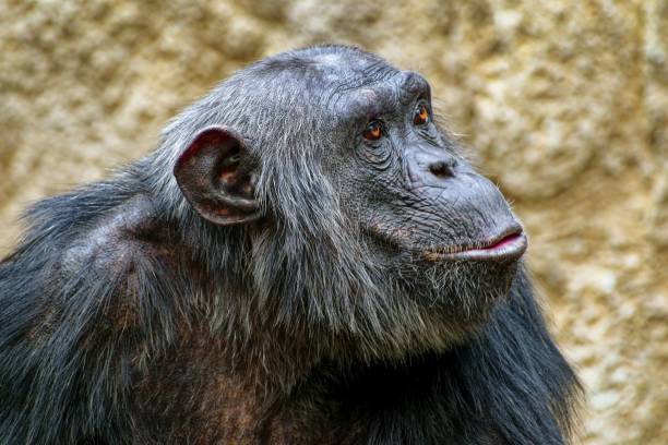 Los chimpancés tienen distintas estrategias de seducción para el apareamiento
