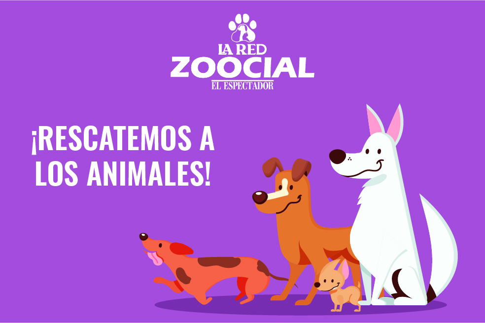 Rescatar animales: un acto de compasión, amor y admiración | Pódcast