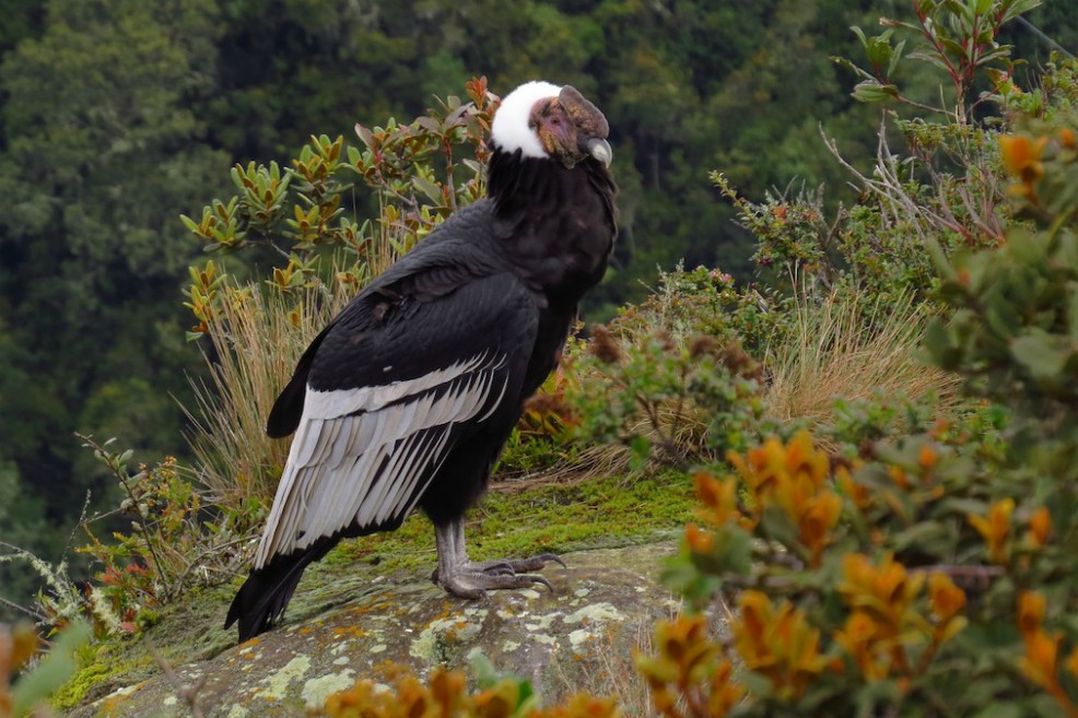 Los animales no logran adaptarse a la velocidad del cambio climático