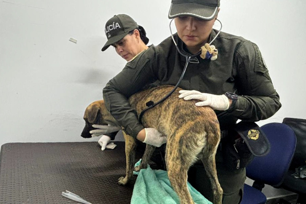 Así puede acceder al curso gratis de primeros auxilios para animales de compañía