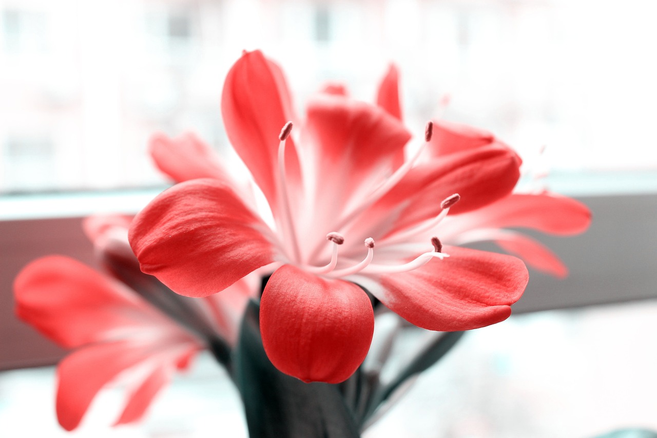 Clivia: la planta perfecta para tener en zonas frías