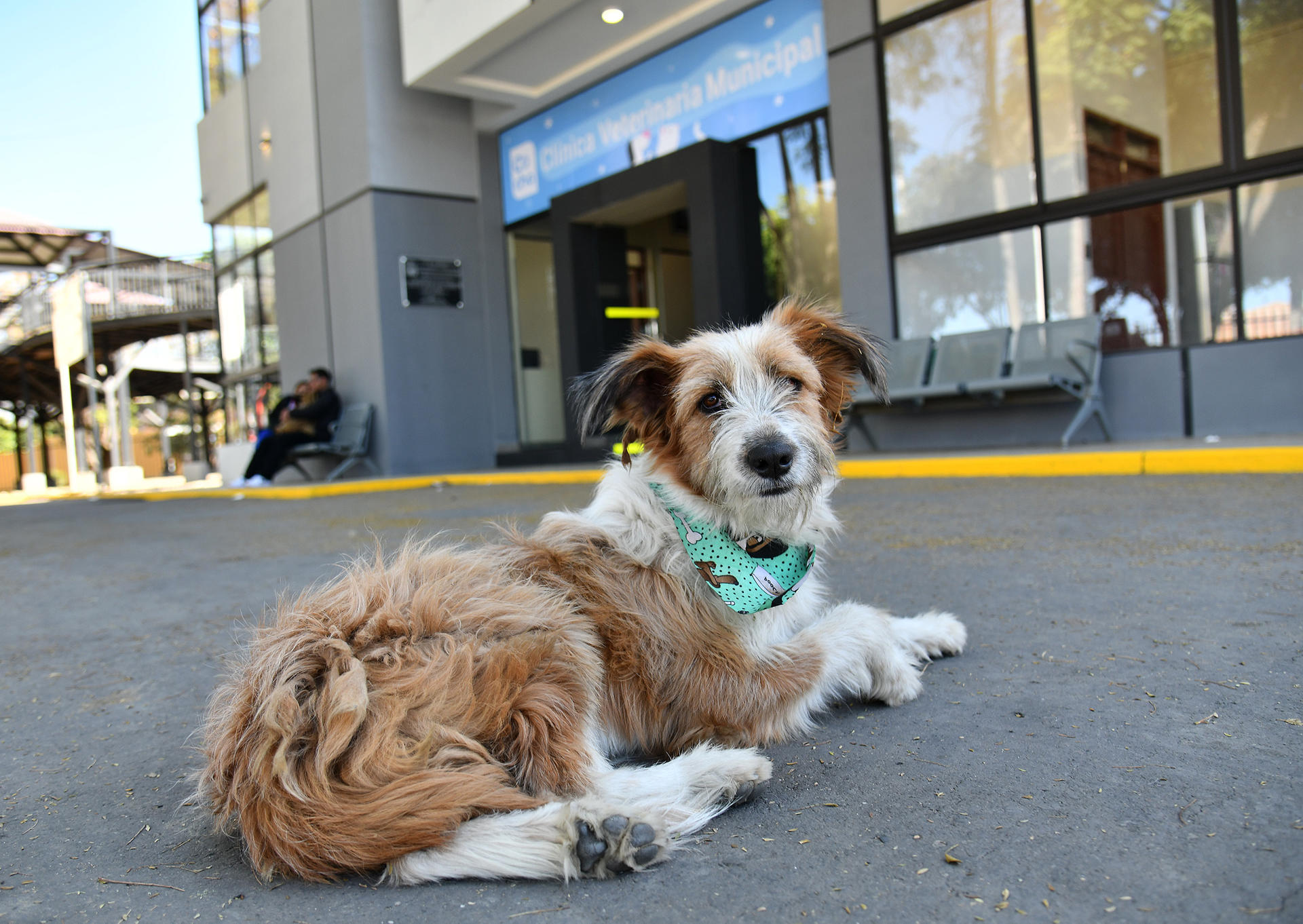 Talleres, adopciones y ollas comunitarias: así será la celebración del Día Mundial del Perro