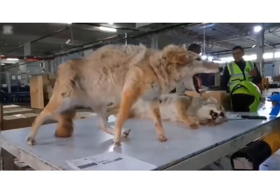 En video: confiscaron animales disecados en el aeropuerto El Dorado