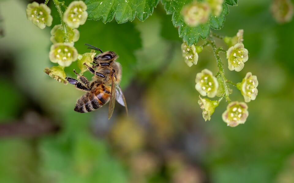 Tribunal de Cundinamarca da un paso hacia la protección de las abejas en Colombia