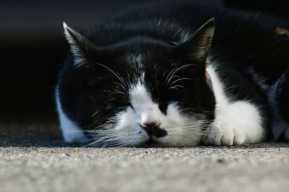 “Milagros”, la gatica que protagoniza una nueva denuncia de maltrato animal