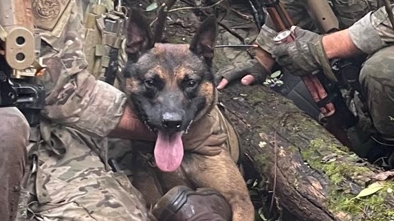 Yoda, el perro que ayudó en la captura del peligroso criminal Danelo Cavalcante