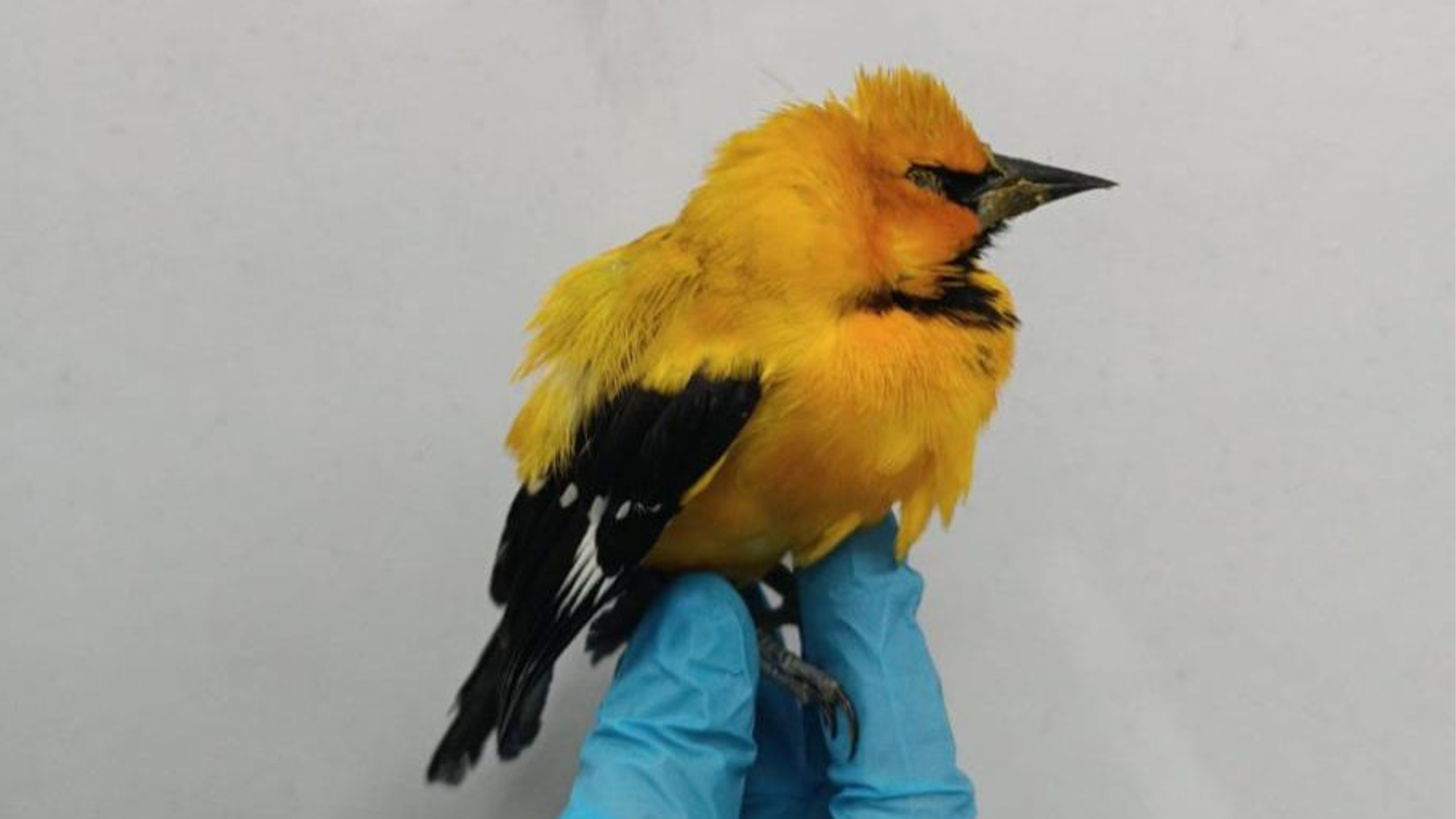 Operativos contra el tráfico ilegal de fauna silvestre en Bogotá dejó 7 capturados