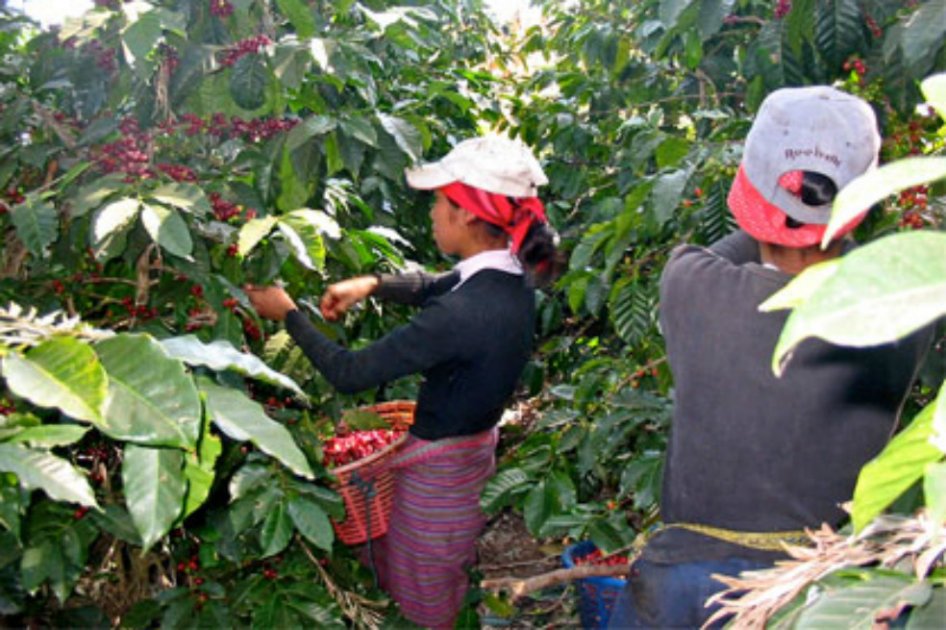 Colombia produjo 770.000 sacos de 60 kilos de café en noviembre