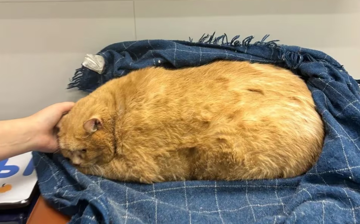 Rescatan a un gato de 17 kilos que vivía en un sótano: ya no podía caminar