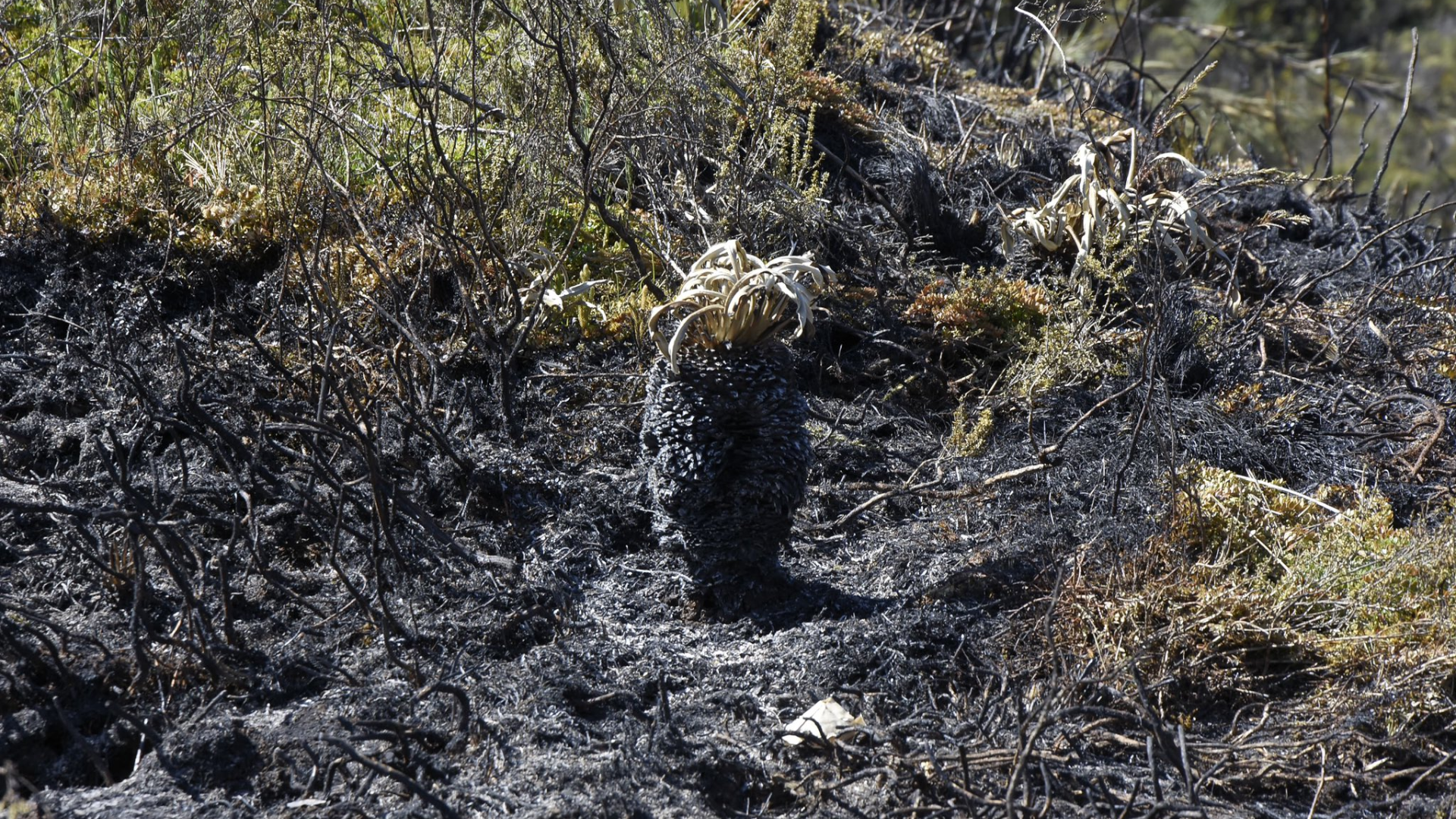 Incendio en Chingaza: ¿afectó los embalses que abastacen de agua a Bogotá?
