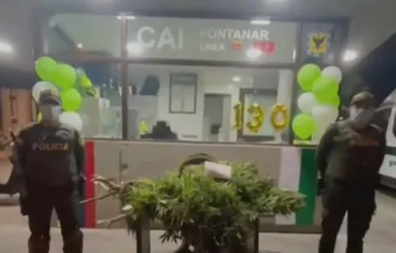Extraño “regalo”: no era un árbol de navidad, era una mata de marihuana