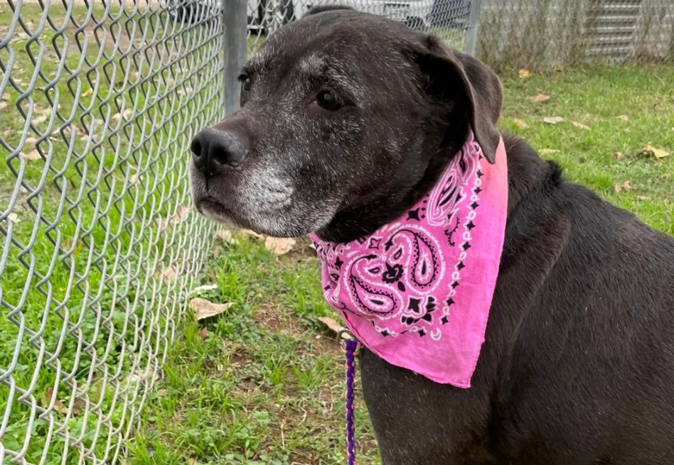 Perrita de 11 años llora la muerte de su dueña y busca un hogar para siempre