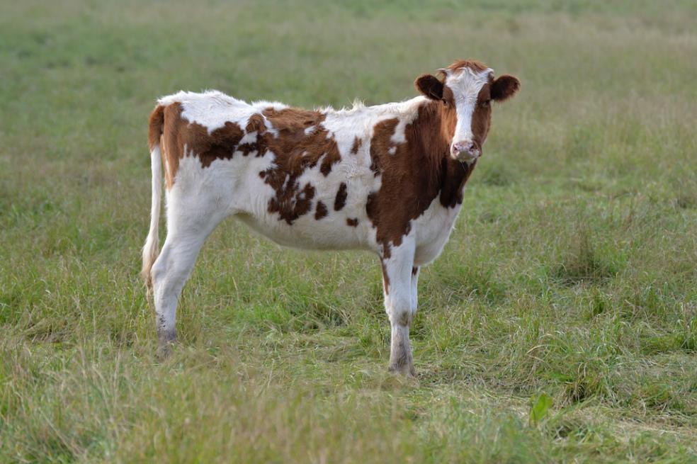 Un policía fue sancionado por atropellar a una vaca con su vehículo de servicio