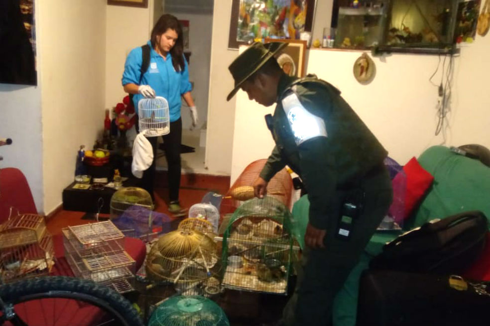 Rescatan aves silvestres que serían comercializadas ilegalmente en norte de Bogotá