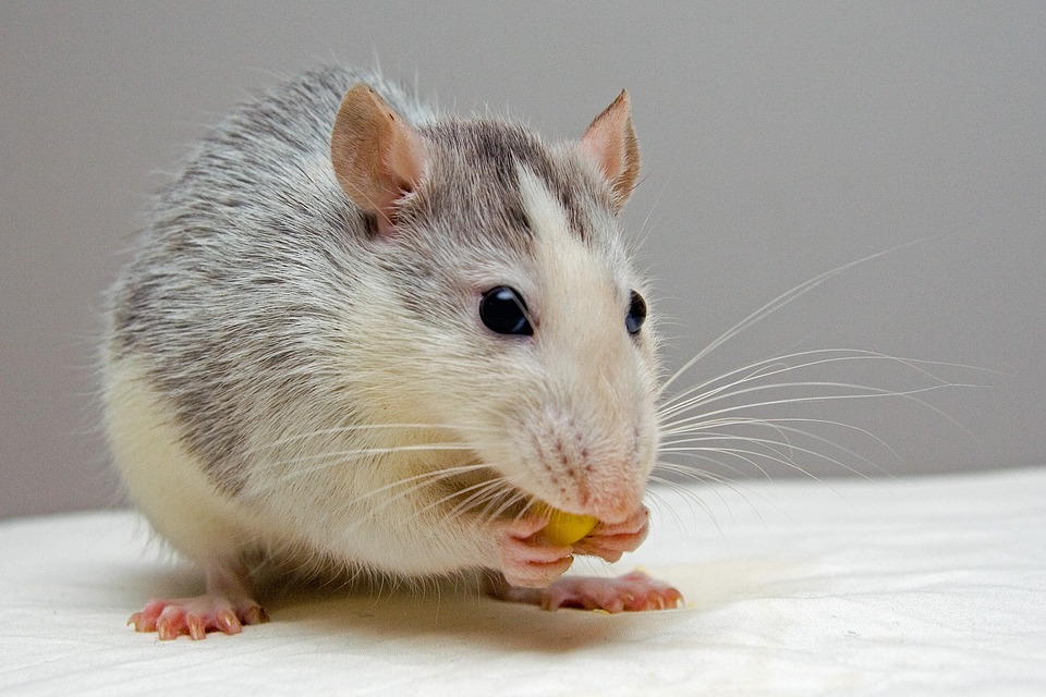 Las ratas reaccionan al ritmo de la música, según un estudio japonés