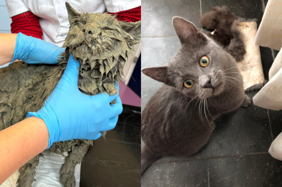 Un paso en falso casi le cuesta la vida a un gatito: quedó cubierto de cemento
