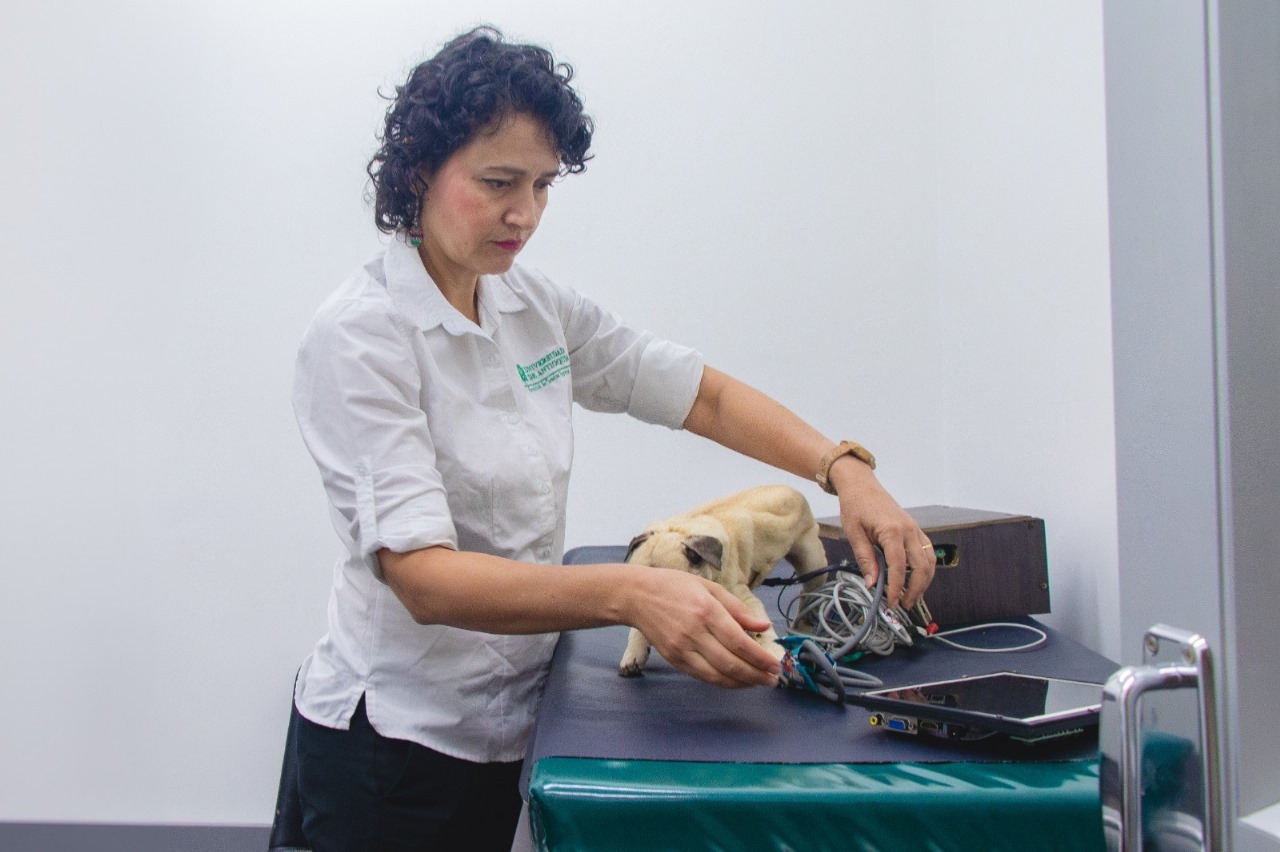 Quien se ve en la foto es una de las investigadoras. Lynda Tamayo, es veterinaria y pertenece a la Facultad de Ciencias Agrarias de la UdeA.