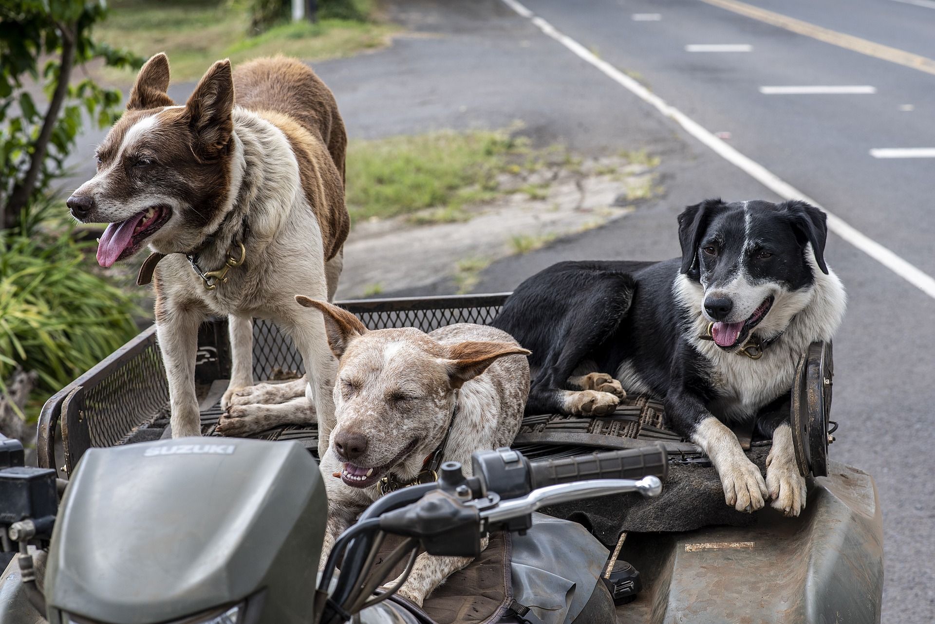 (Fotos) 10 cosas que odia su perro y que usted, quizás, no sabía