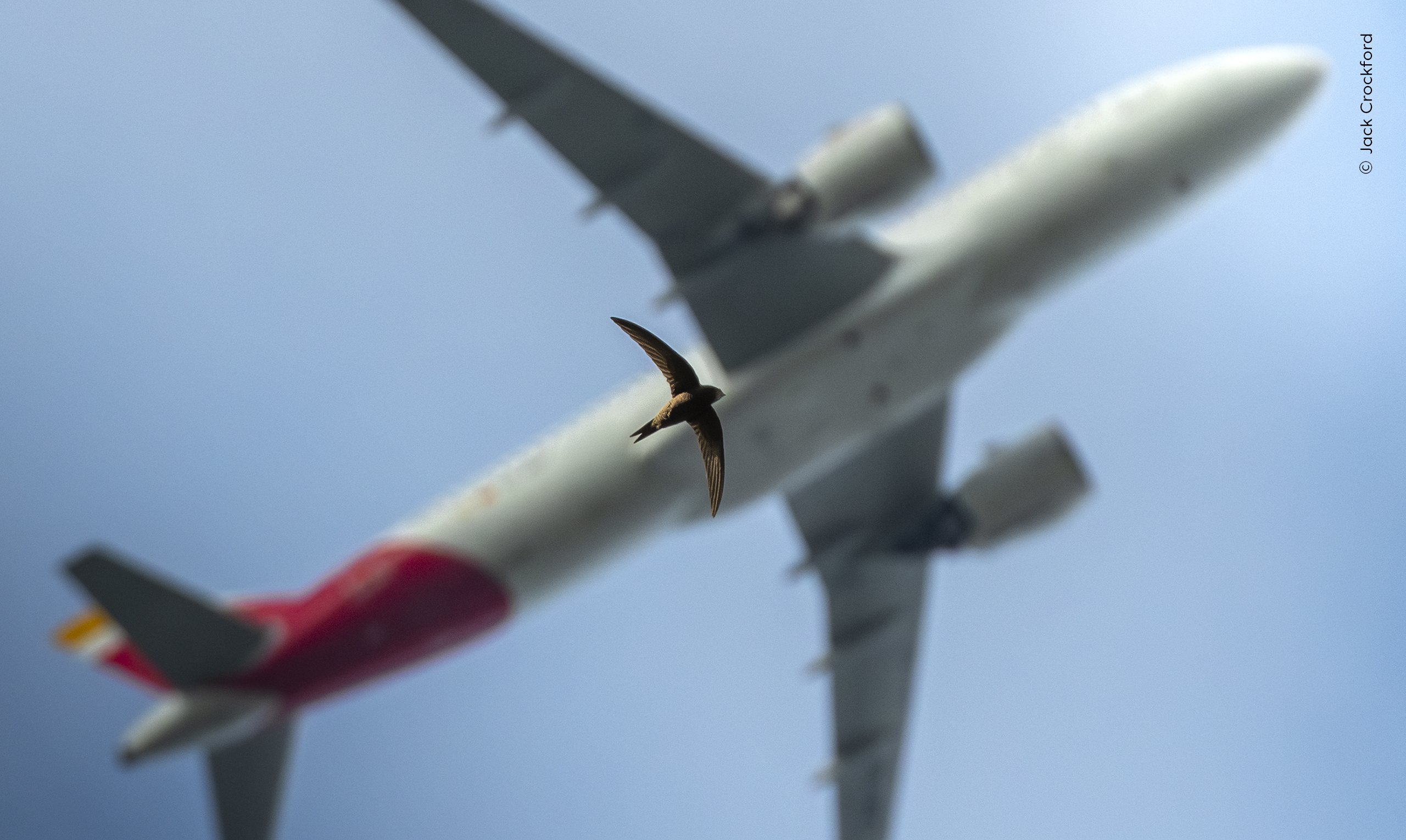 Mención especial de la categoría 15–17 años: 

Jack Crockford (Reino Unido) observa cómo pasa volando a baja altura un vencejo, cuya silueta se superpone a la de un avión que se aproxima al Aeropuerto de Heathrow (Reino Unido).