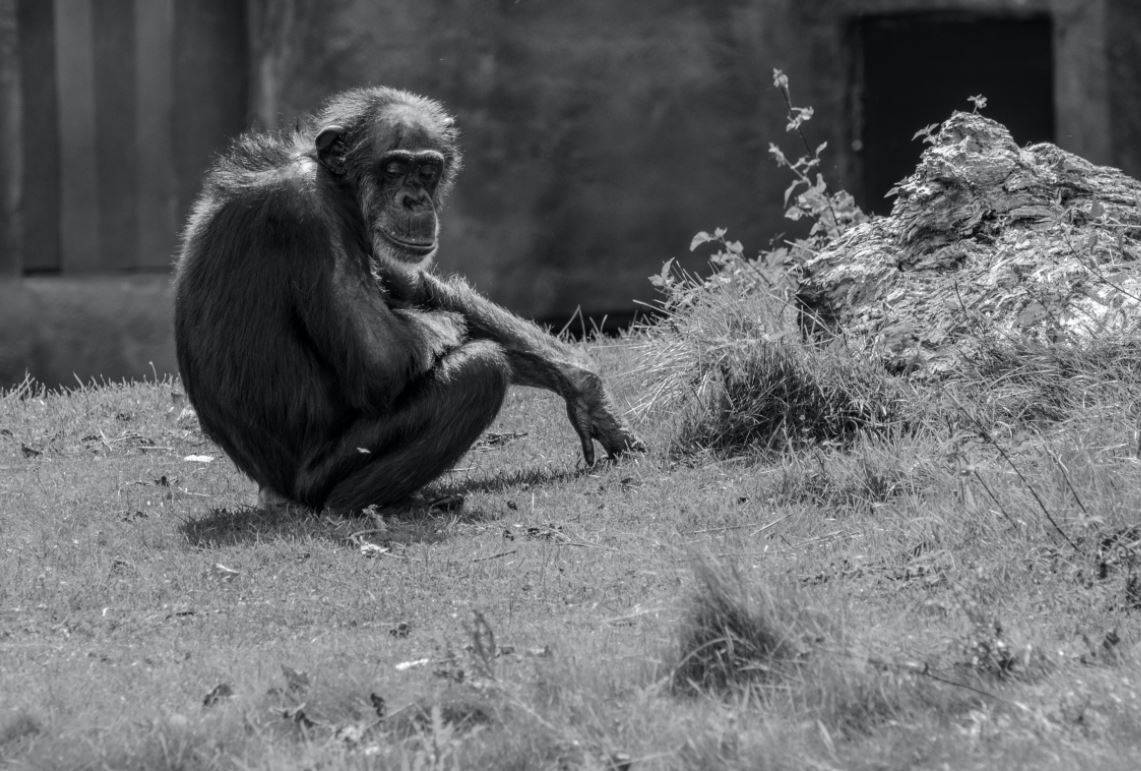 Distanciamiento social: los animales también se protegen de las enfermedades