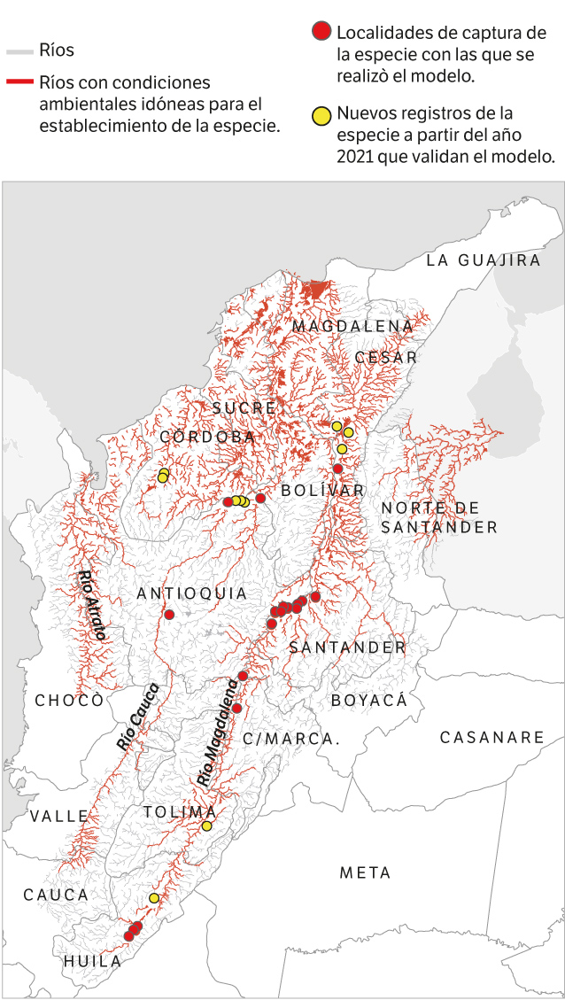 Este mapa muestra las zonas potenciales de distribución del pez basa en Colombia. Las líneas rojas son los ríos a los que podría llegar, los puntos rojos son los lugares de captura a partir de los cuales se modeló este mapa, y los puntos amarillos son los lugares en los que ya se ha encontrado tras la publicación del modelo con áreas potenciales de invasión. / Mapa: cortesía María Camila Castellanos.