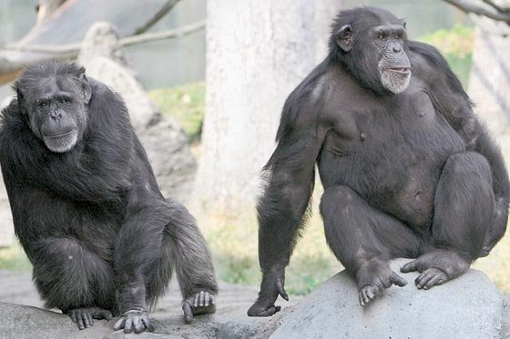 EEUU pone fin a la investigación con chimpancés
