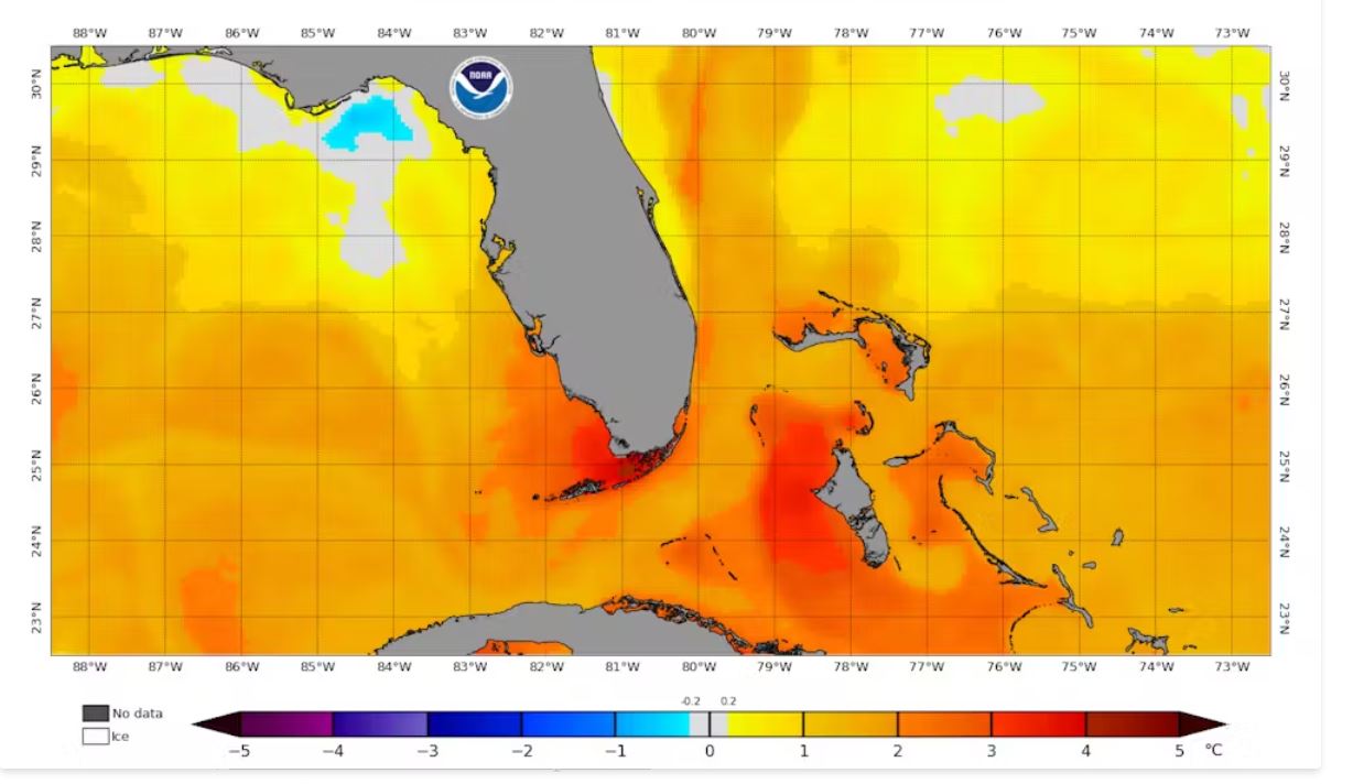 Dos especies icónicas e importantes de coral están funcionalmente extintas