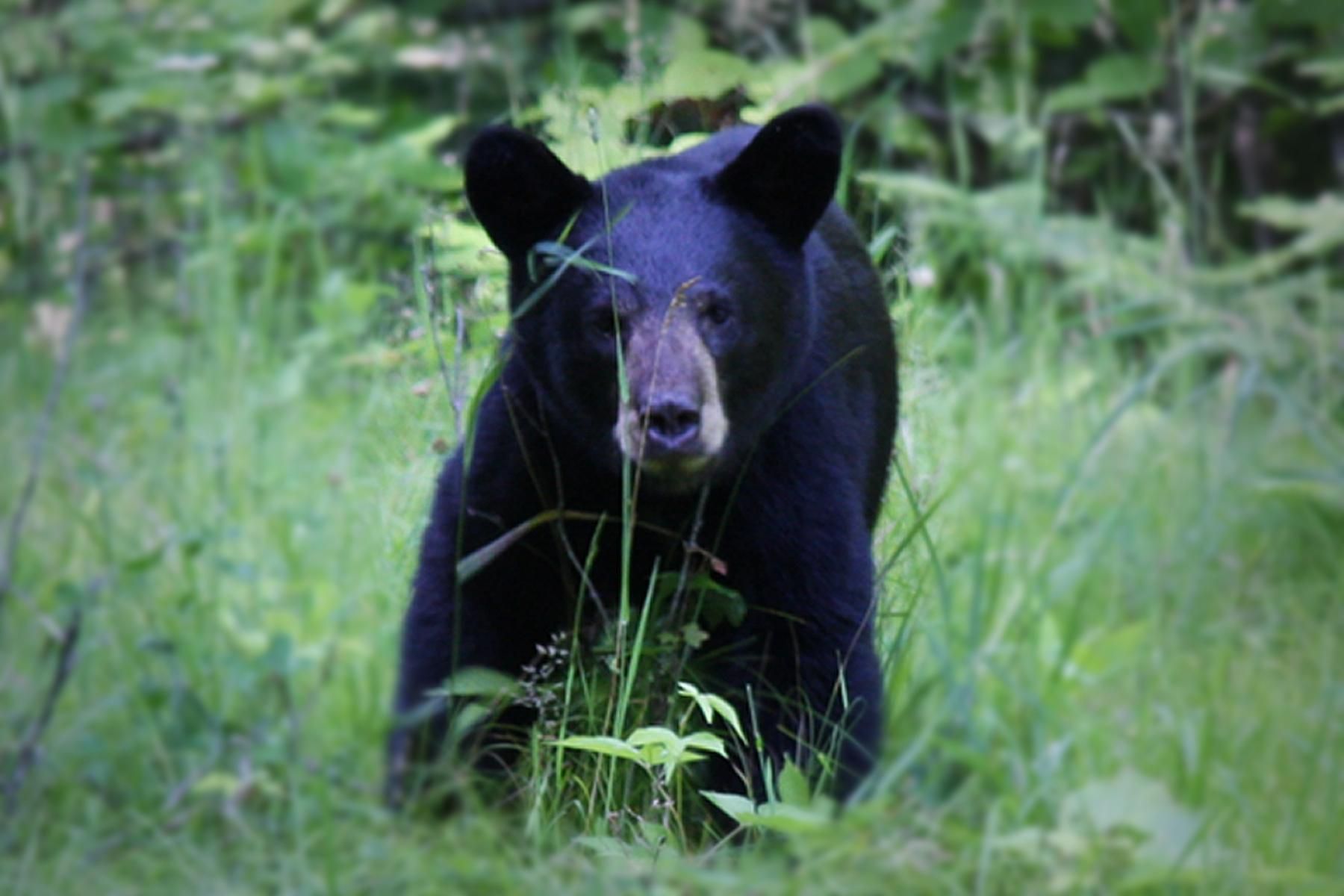 Imagen un oso negro de Californa (Ursus americanus)