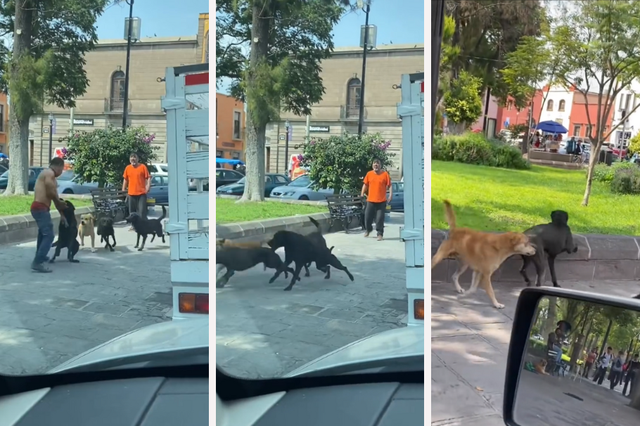 Video: perritos defendieron a un hombre que estaba a punto de empezar una pelea