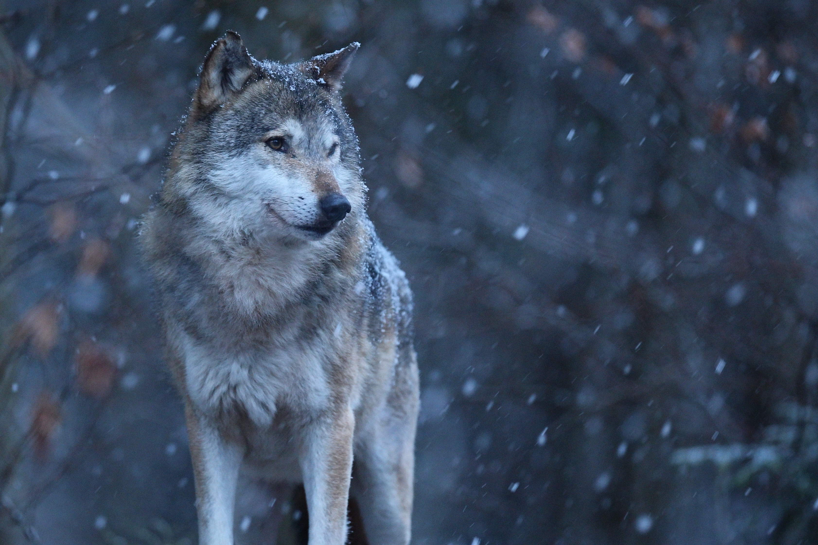 ¿El lobo quiere jugar o atacar? La expresión de su cara lo revela