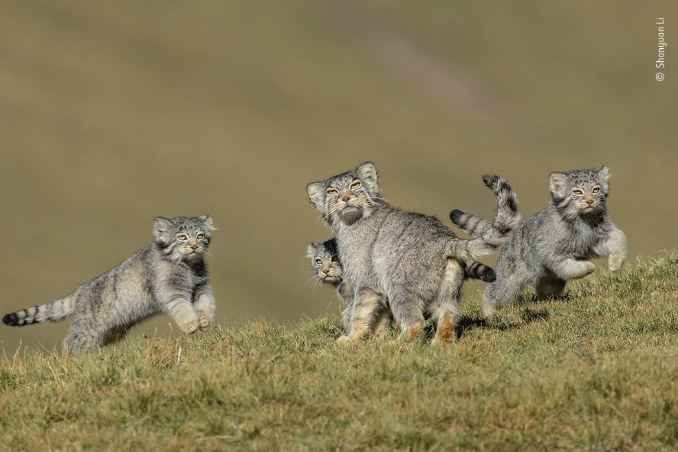 “When Mother Says Run”, fotografía ganadora en la categoría Comportamiento: Mamíferos