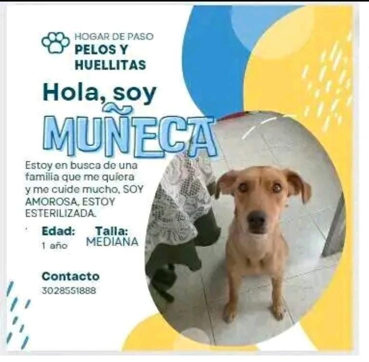 Ellos son Negrito y Muñeca, dos perros que buscan un hogar de manera urgente