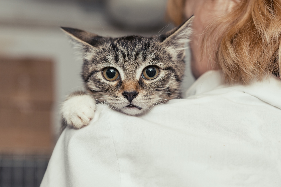 ¿Por qué una mascota mejora su vida?