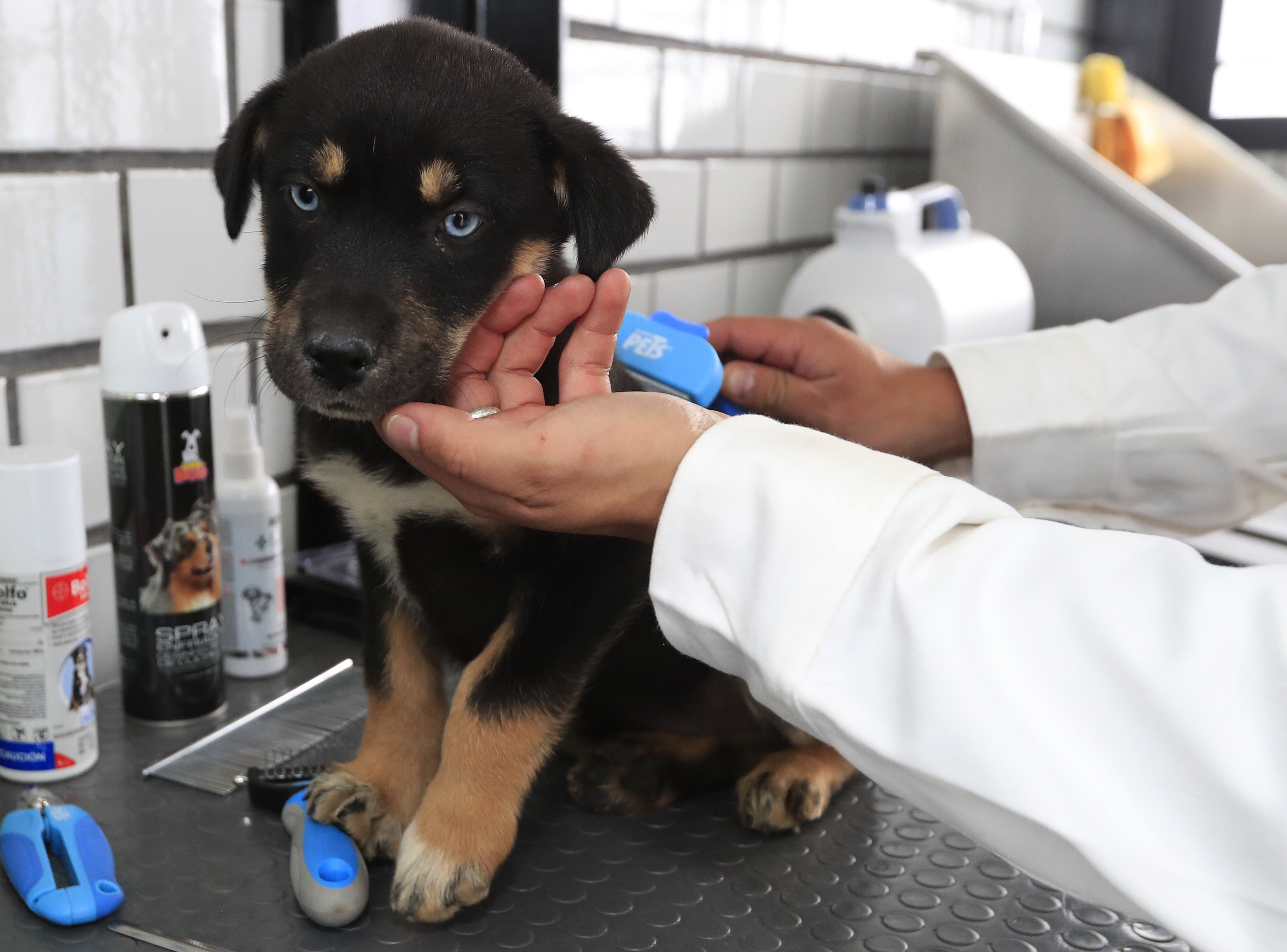 México: inauguran primer hotel para perros y gatos abandonados para crear conciencia