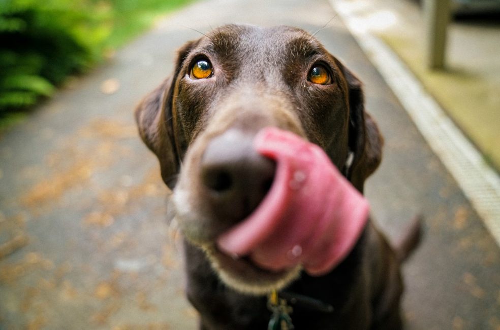 Cinco razones por las que un perro lame a su dueño