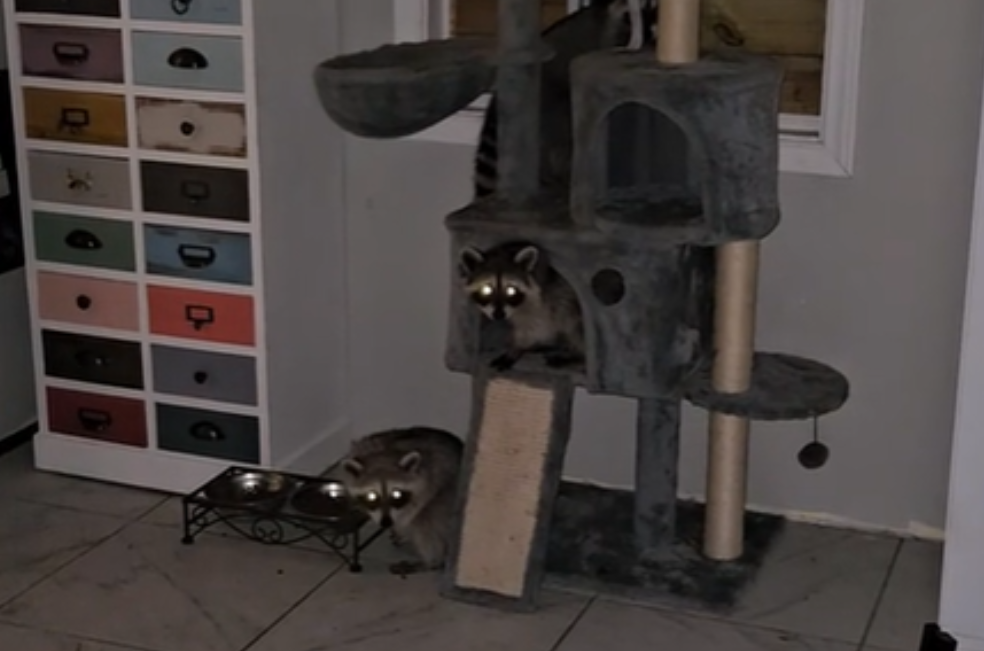Mapaches en la casa de una mujer en Texas