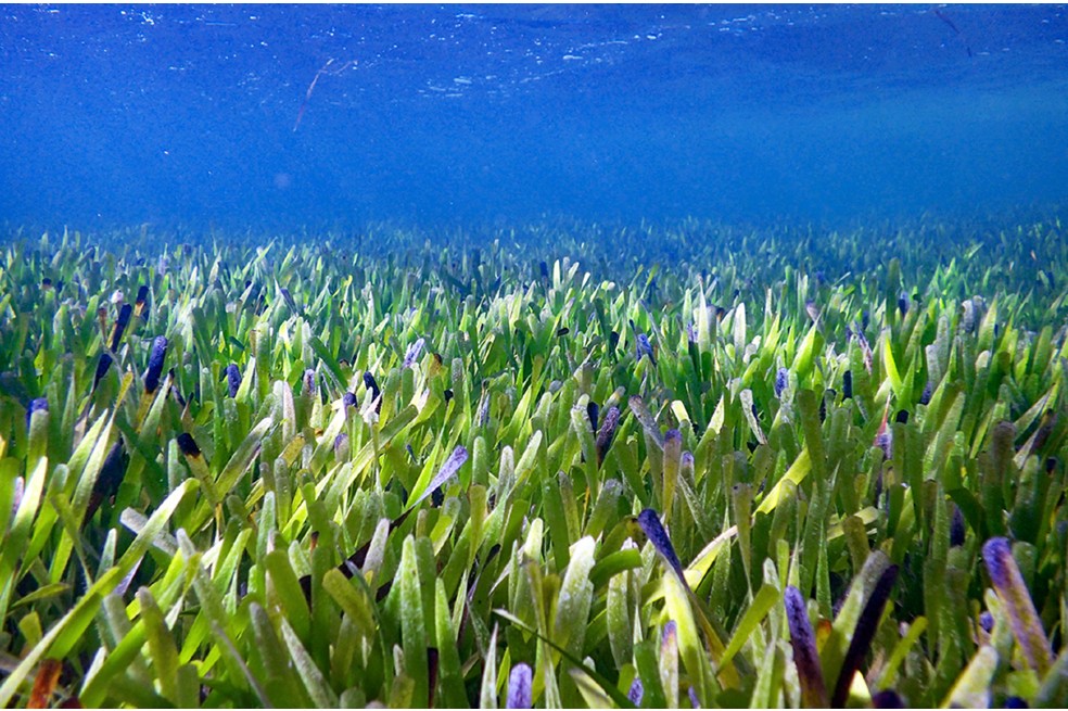 Descubren la planta más grande del mundo y tiene más de 4.500 años