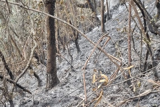 Bomberos realizan trabajos para retirar las cenizas y así evitar que surja otra conflagración.