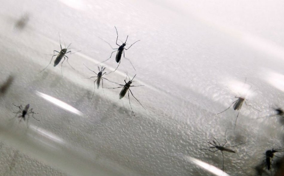En Brasil dengue aumenta 57 % en enero empujado por escasez de agua