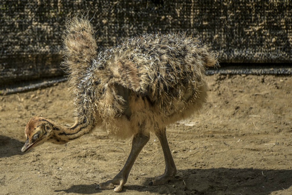 Una avestruz bebé en el Bioparque Ukumari.