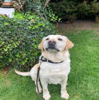 Así puede adoptar a un perro retirado de la Policía en Bogotá