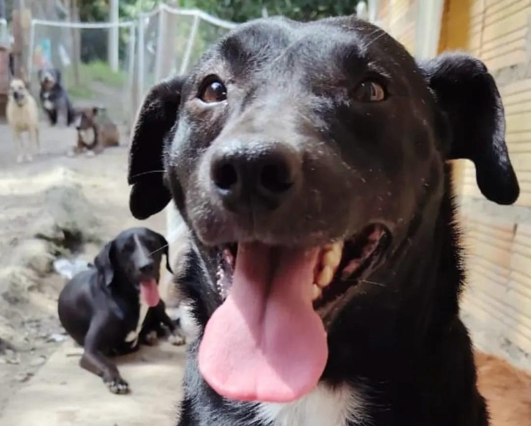 Fundación que protege a más de 50 perros en Choachí necesita apoyo para una mudanza urgente