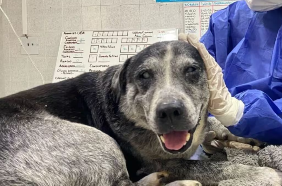Adopte amor con experiencia: dé una segunda oportunidad a un perro mayor
