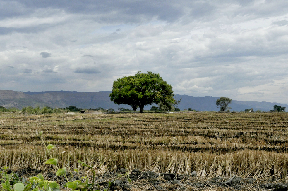 La encrucijada del sector arrocero: ¿por qué paran los productores?