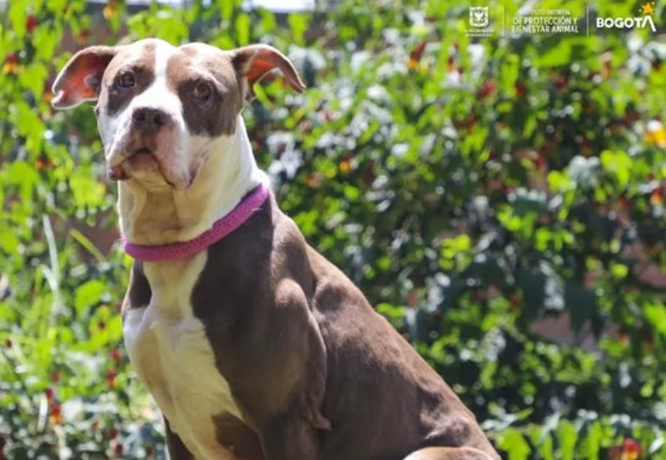 ¿Quiere adoptar un animal rescatado? Este sábado lo podrá hacer en Bogotá