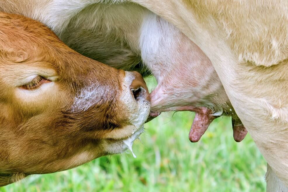 Virus de vacas presente en mujeres, acertijo sin resolver